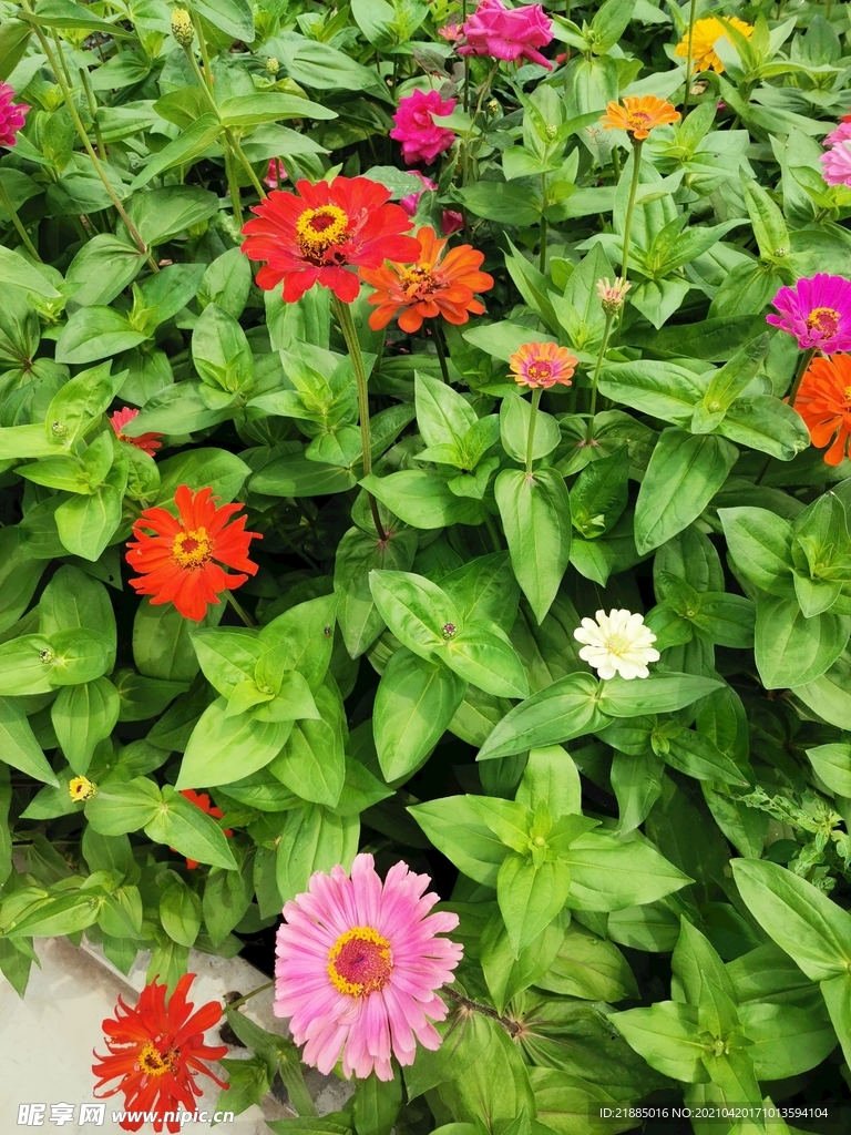 非洲菊