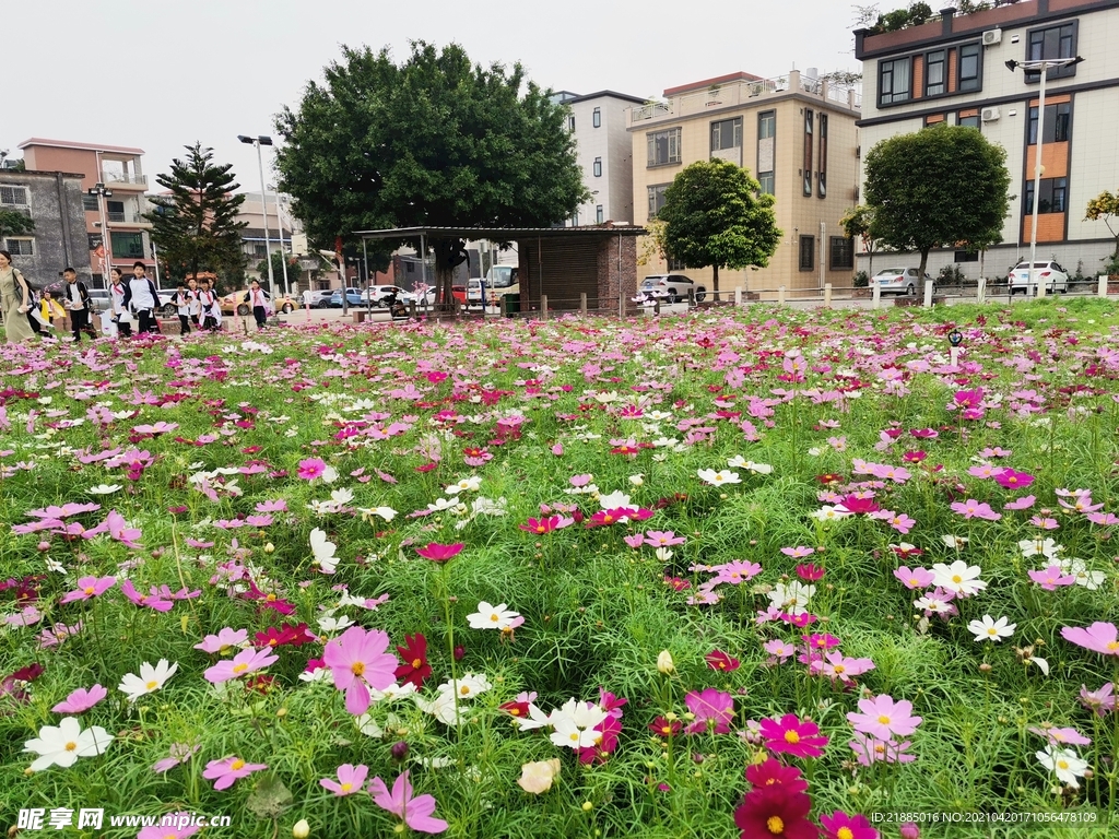 波斯菊