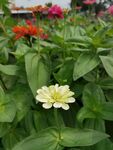 非洲菊