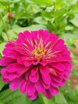 非洲菊