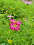波斯菊