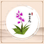 白芷花
