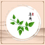 薄荷