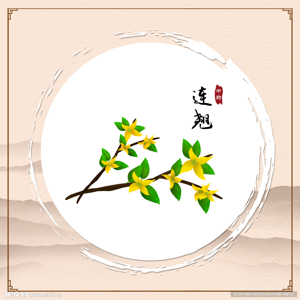 连翘