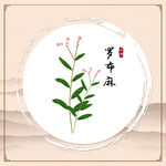 罗布麻