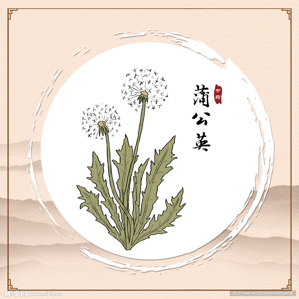 蒲公英