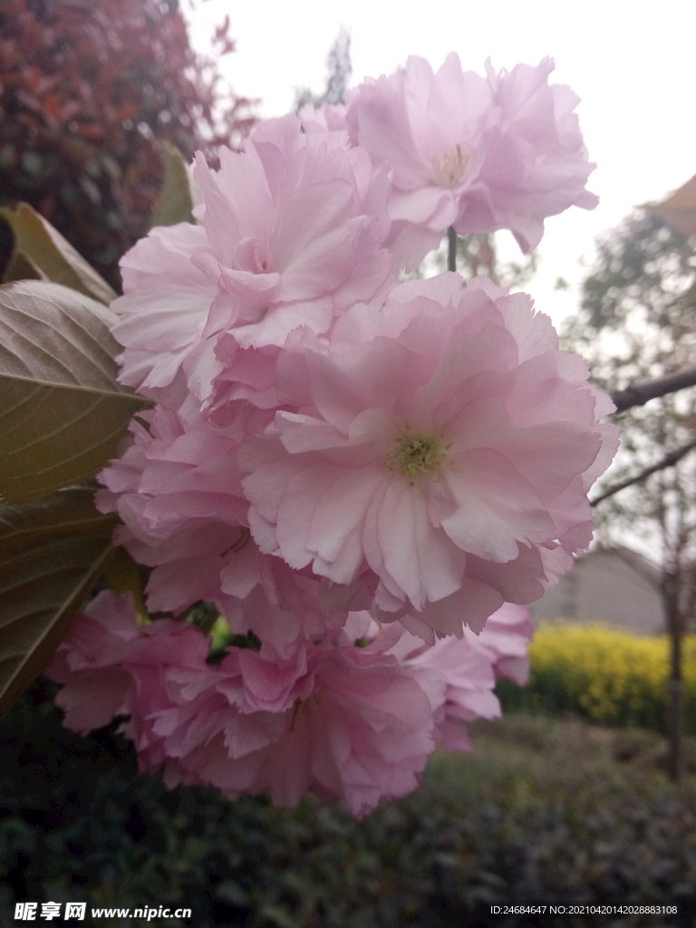 粉色多瓣花