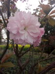 粉红小花