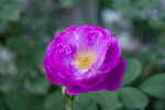 蔷薇花