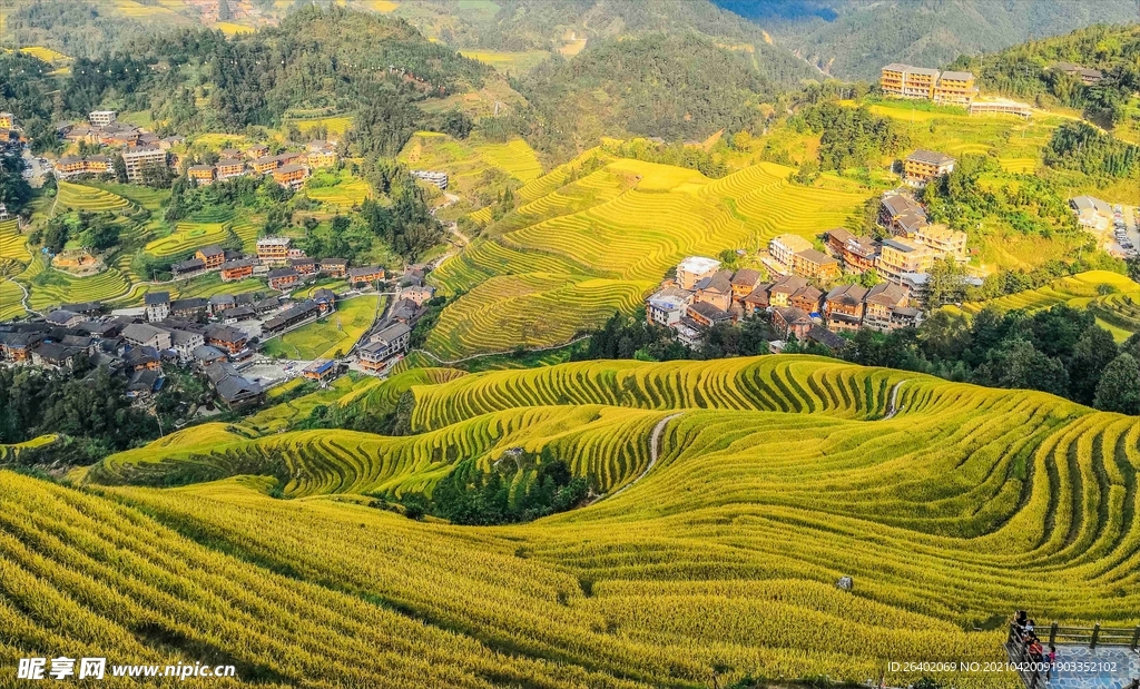黄金梯田
