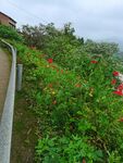 公路绿化带