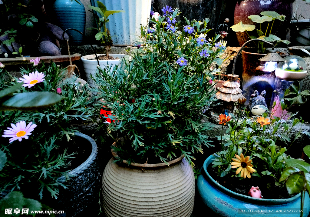 小花园花卉