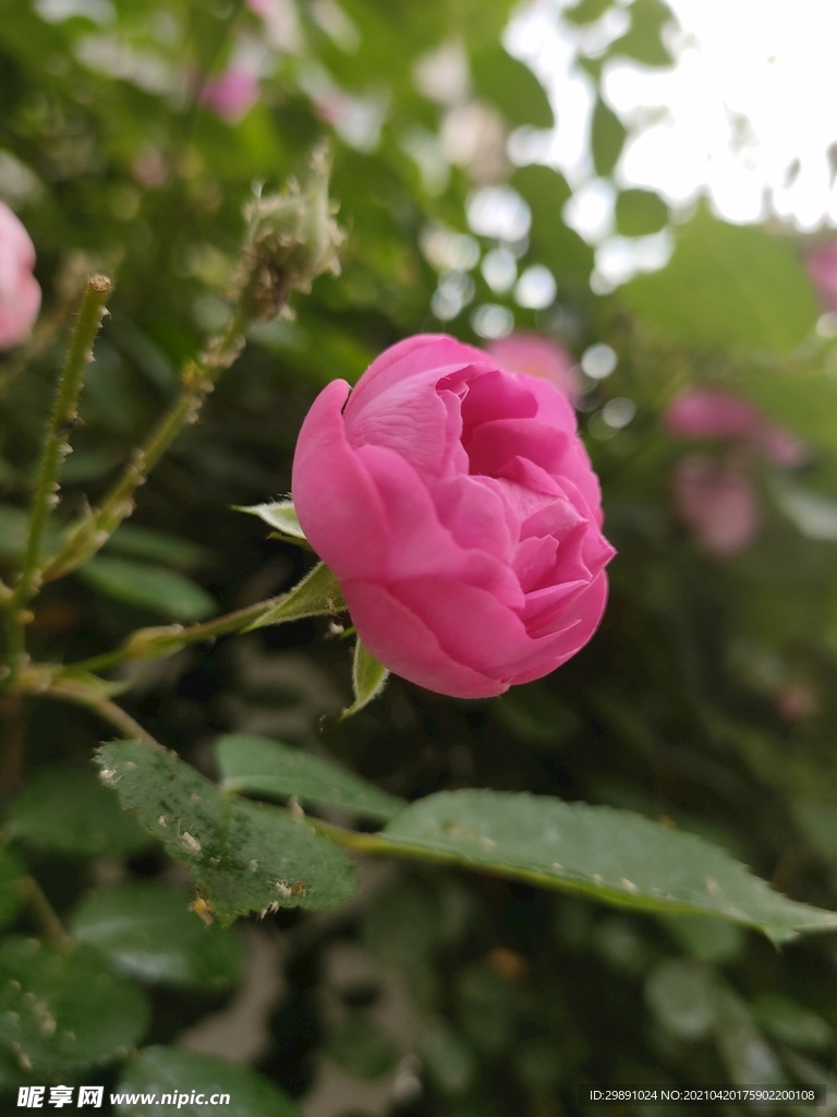 蔷薇花
