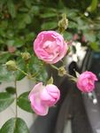 蔷薇花