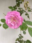 蔷薇花