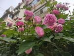 蔷薇花