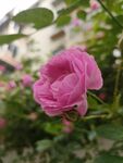 蔷薇花