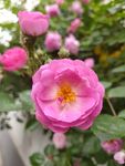 蔷薇花