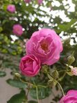 蔷薇花