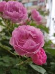 蔷薇花