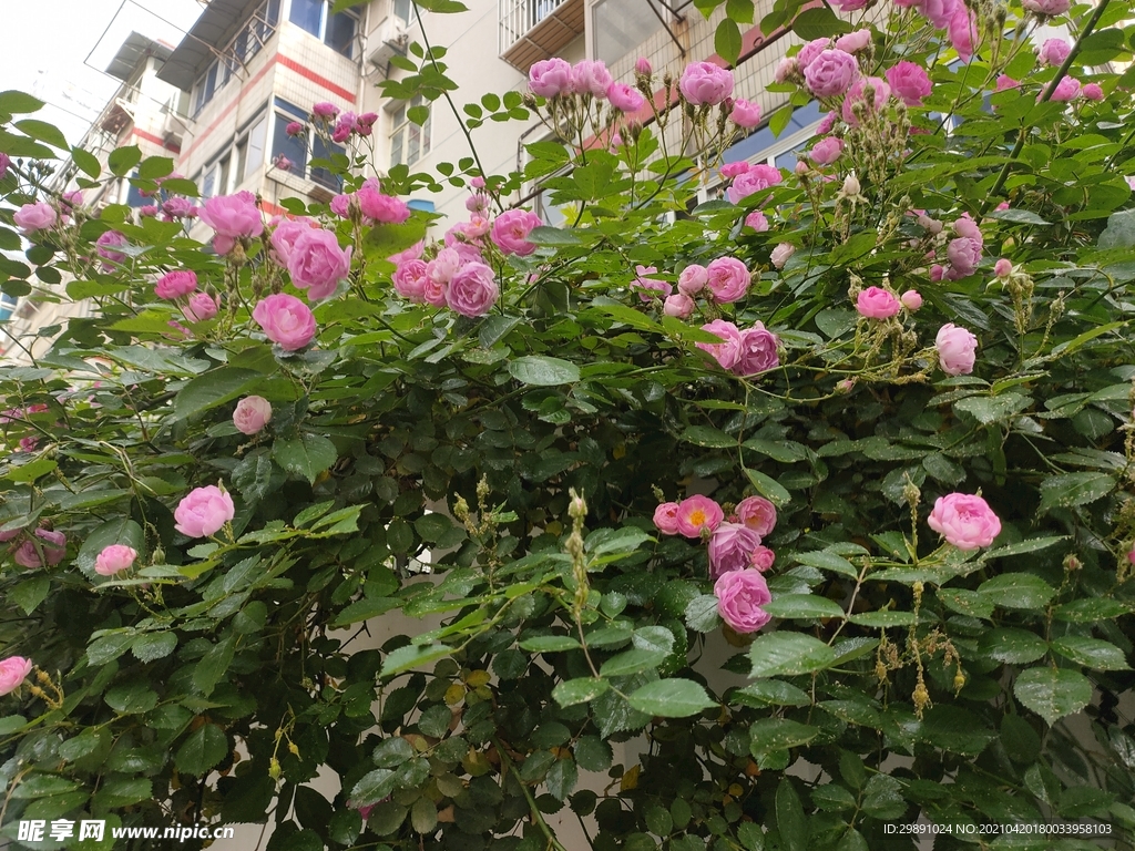 蔷薇花