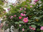 蔷薇花
