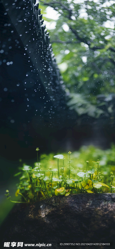 铜钱草