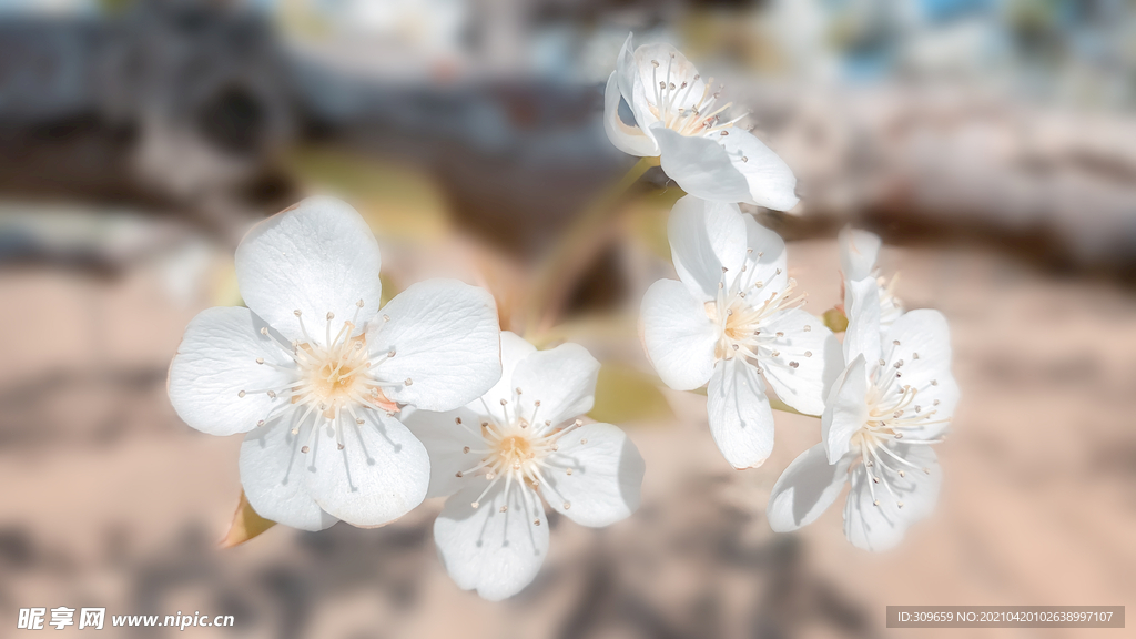 梨花