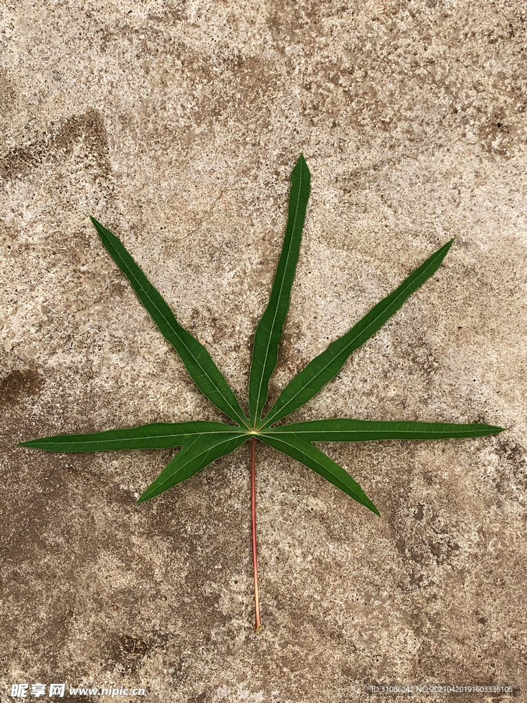 木薯叶子