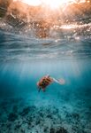 海龟