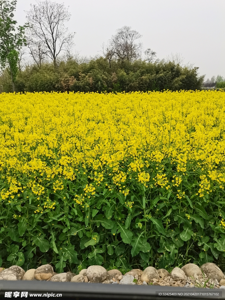 油菜花