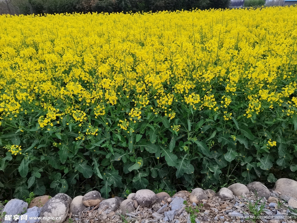 油菜花