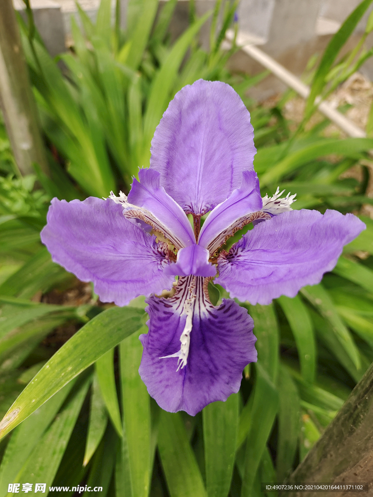 鸢尾花