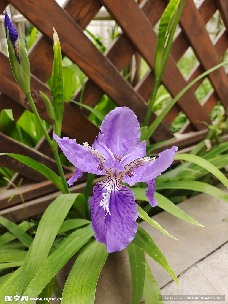 鸢尾花