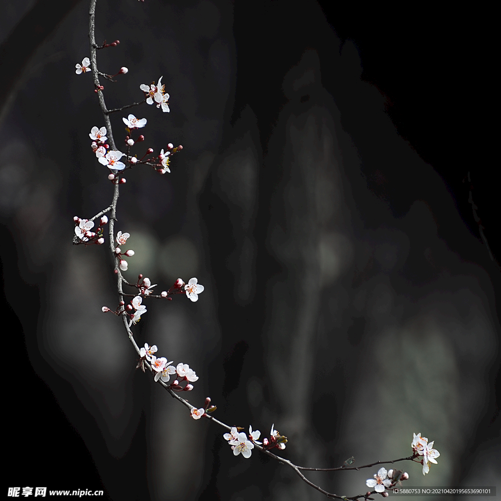 山桃花