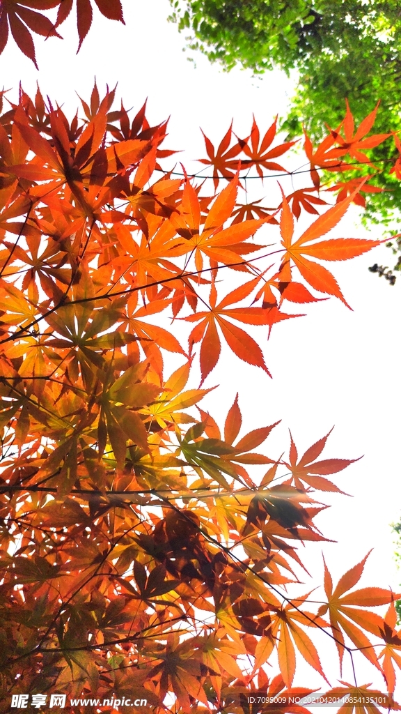 红叶