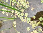 水生植物