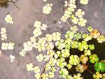 水生植物