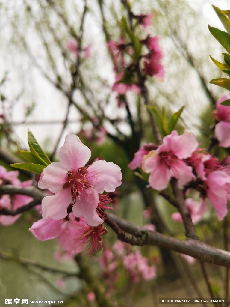 桃花