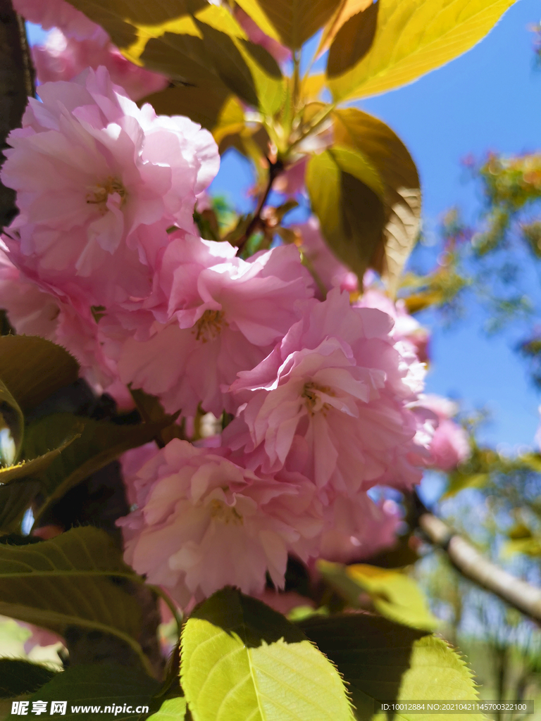 樱花