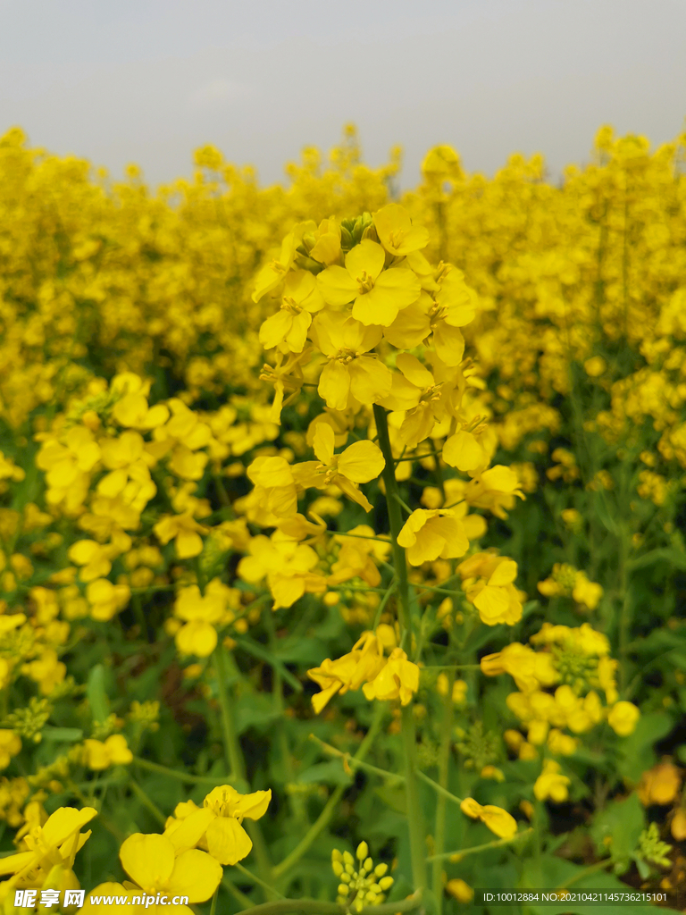 油菜花