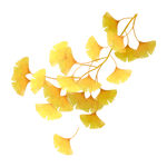 秋天银杏树枝落叶