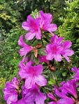 杜鹃花