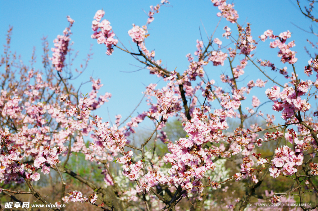 桃花