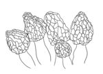 羊肚菌