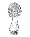 羊肚菌