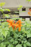 橙色小花