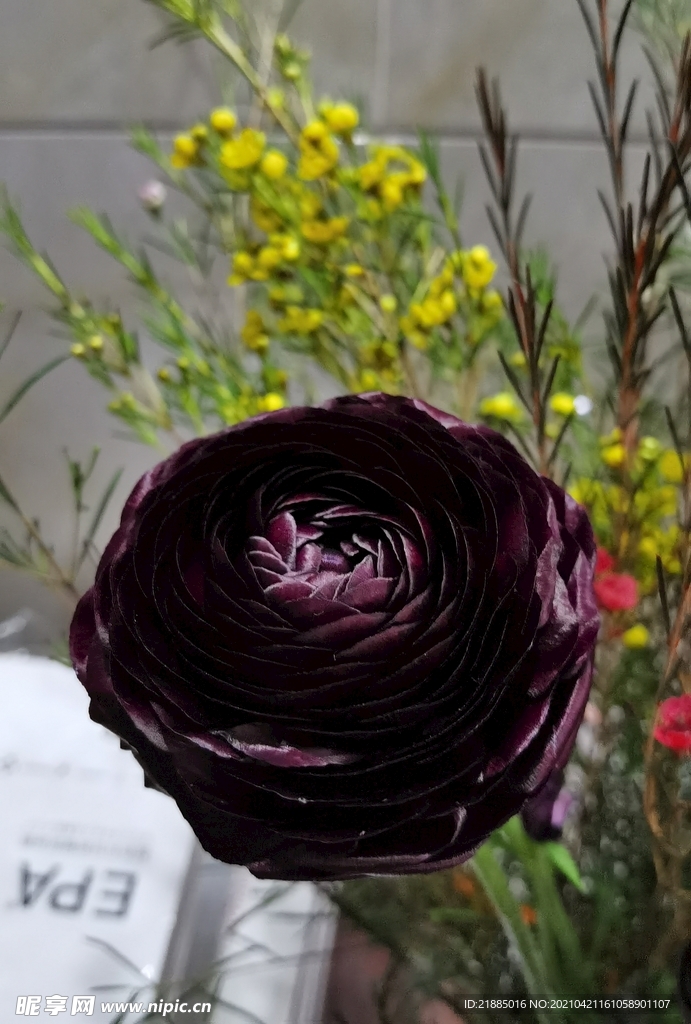 黑色玫瑰花 