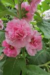 木芙蓉
