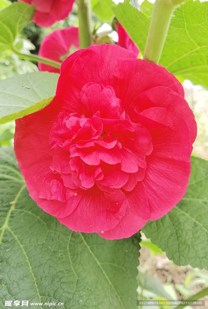 木芙蓉